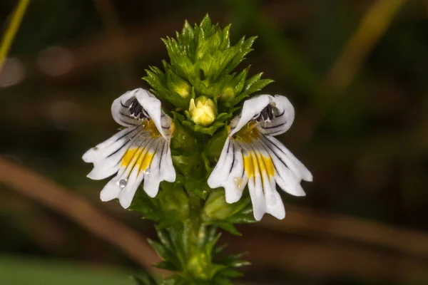 Uyuşturucu çiçekleri Eyebright (Euphrasia stricta)
