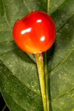 Alpine Hanımeli Meyvesi (Lonicera alpigena)