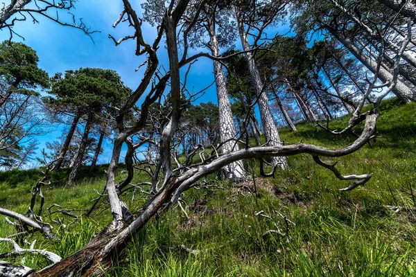 Árboles Pino Bosque Montaña Bávaro —  Fotos de Stock