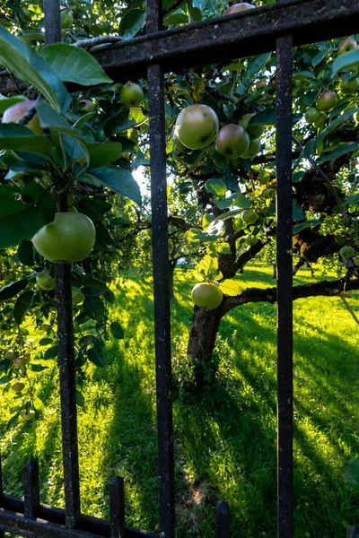 Huerto Abadía Kloster Benediktbeuern Baviera Alemania —  Fotos de Stock