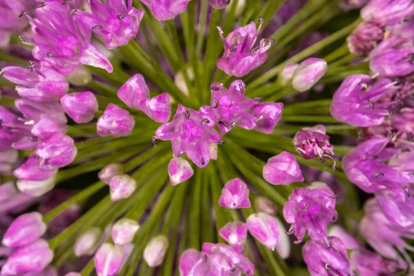 Flowers Wild Leek Allium Ampeloprasum — Stock Photo, Image