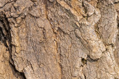 Cockspur Ağaç Kabuğu (Erythrina crista-galli)