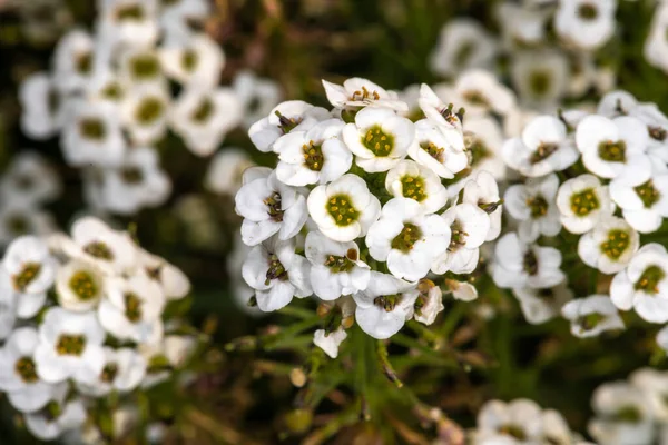 Tatlı Alyssum Çiçekleri Lobularia Maritima — Stok fotoğraf