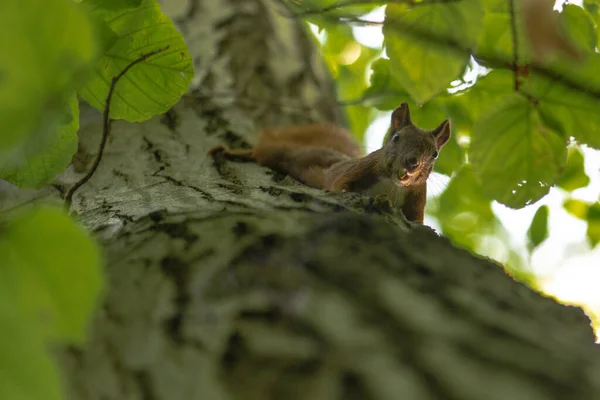 Wiewiórka Czerwona Sciurus Vulgaris Drzewie — Zdjęcie stockowe
