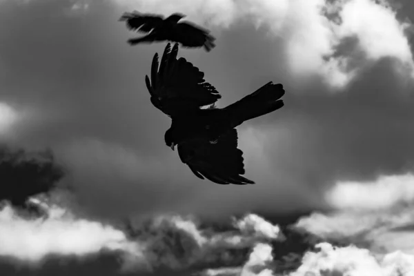 Uçan Alp Chough (Pyrrhocorax graculus)