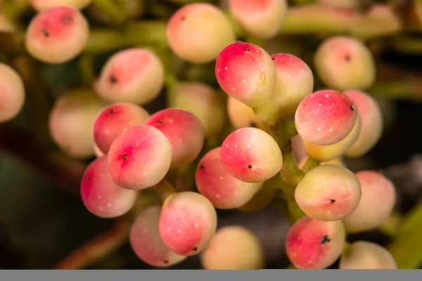 Фрукти Дерева Теребінт Або Турпентин Pistacia Terebinthus — стокове фото