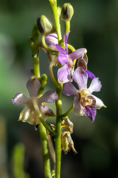 Orquídea Doritis Doritis Pulcherrima Var Coerulea — Foto de Stock