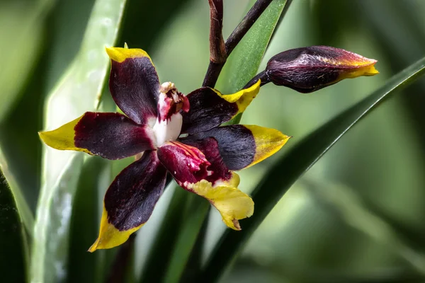 Orchid Colmanara Wildcat Rainbow Odontoglossum Rustic Bridge Oncidium Crowborough Hybrid — Stock Photo, Image