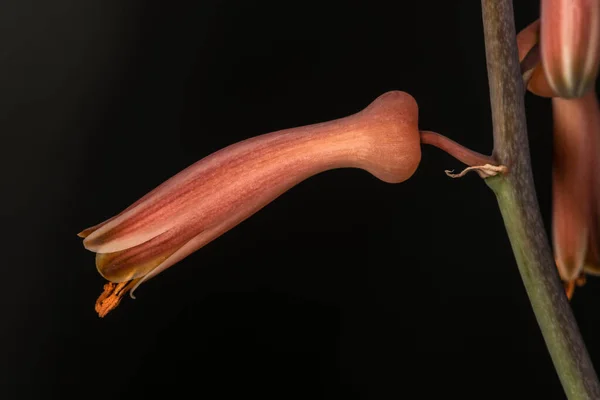 Flower Soap Aloe Aloe Maculata — Stock Photo, Image