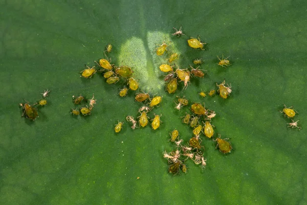 Blattlauspopulation Auf Lotusblättern — Stockfoto