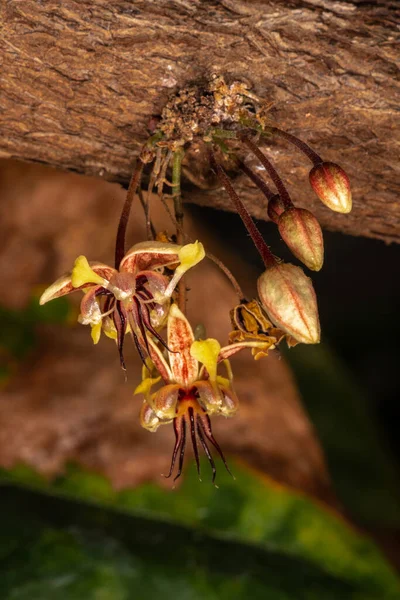Stjälkfödda Kakao Blommor Theobroma Cacao — Stockfoto