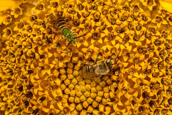 Digger Bee Habropoda Spec Пчела Полосатая Agaphemon Splendens Подсолнечнике — стоковое фото