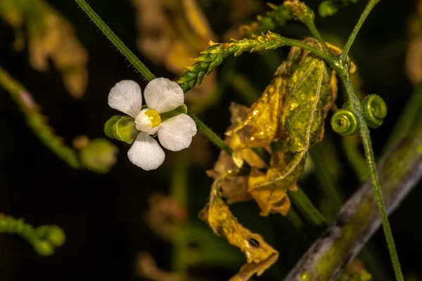 Vinha Balão Semente Coração Cereja Inverno Cardiospermum Halicacabum — Fotografia de Stock