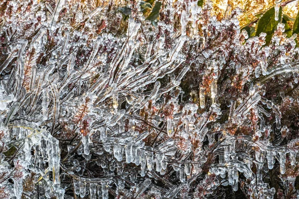Ledové Pokrývky Rostlin Chladné Noci Podzim — Stock fotografie