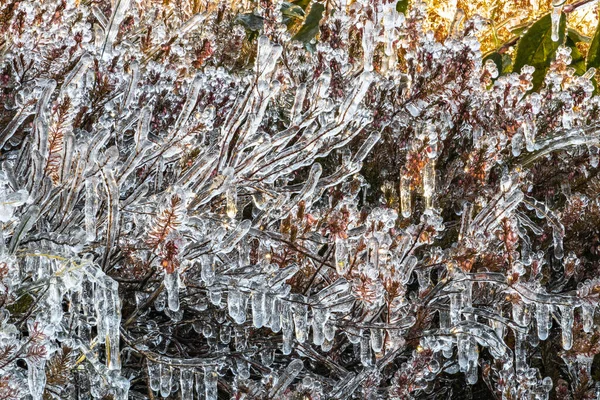 Plantas Cobertura Gelo Após Uma Noite Fria Outono — Fotografia de Stock