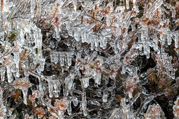 Plantas Cubiertas Hielo Después Una Noche Fría Otoño — Foto de Stock