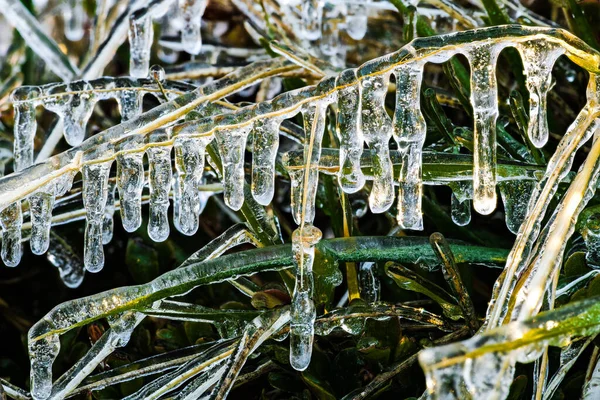 Plantas Cubiertas Hielo Después Una Noche Fría Otoño — Foto de Stock