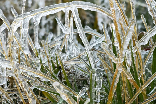 Plantas Cubiertas Hielo Después Una Noche Fría Otoño — Foto de Stock