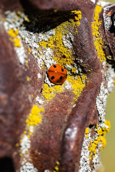 Joaninha Lichen Rosty Metal — Fotografia de Stock