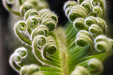 Sago Palm (Cycas revoluta) Yaprak Geliştirme