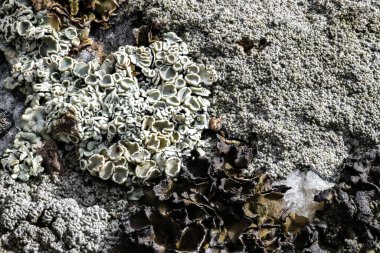 Lichen Topluluğu Kaya Üstünde, WA