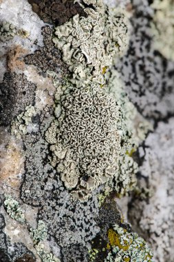 Lichen Topluluğu Kaya Üstünde, WA