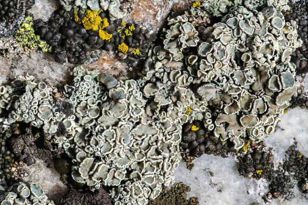 Rodas Navel Lichen Rhizoplaca Melanofthalma — Fotografia de Stock