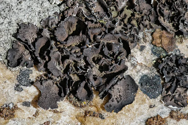 Rock Tripe Lichen Umbilicaria Hyperborea — Stock fotografie