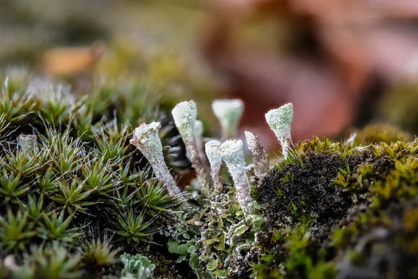 Cladonia Cup Lichen Plants — Foto de Stock