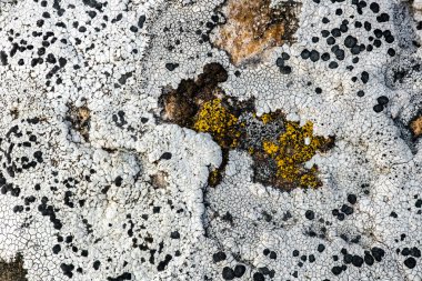 Rock Lichens, Kamiak Butte, WA