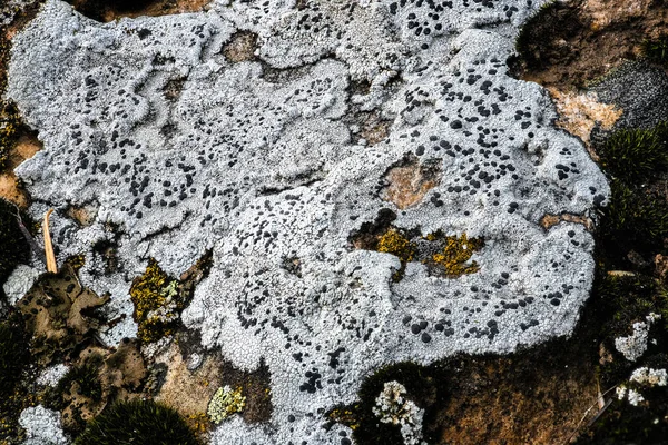 Rock Lichens Kamiak Butte — Foto de Stock