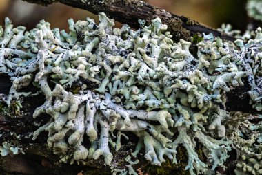 Lichen Ağaç Dalları, Soluk benizli, WA