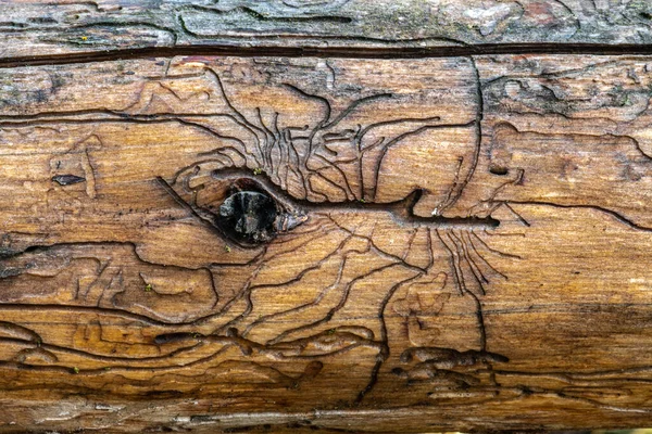 Patterns Bark Beetle Borer Tracks Cork Tree — стоковое фото