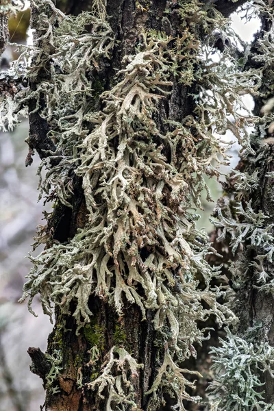 Ramalina Strap Lichen Uma Árvore — Fotografia de Stock