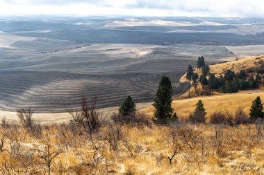 Sonbaharda, Washington 'da Solgun Tarlalar