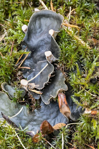 Gros Plan Sur Érioderme Peltigera Neopolydactyla — Photo