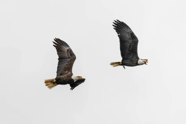 Skallig Örn Haliaeetus Leucocephalus Flygning — Stockfoto