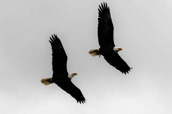 Bald Eagles Haliaeetus Leucocephalus Flight — Stock Photo, Image