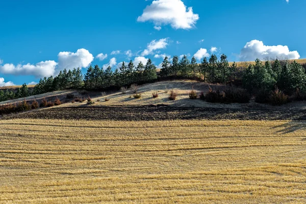 Palouse Fields Bundesstaat Washington Herbst — Stockfoto