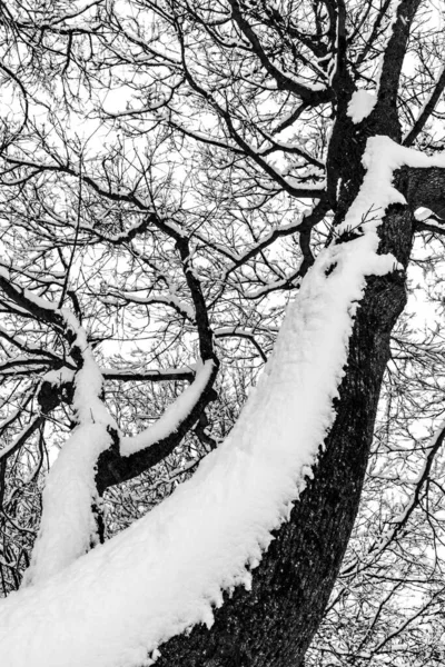 Camadas Grossas Neve Ramos Árvores — Fotografia de Stock
