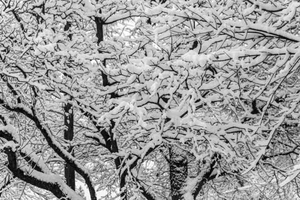 Silné Vrstvy Sněhu Větvích Stromů — Stock fotografie