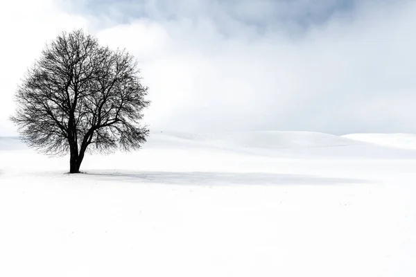 Uma Única Árvore Neve — Fotografia de Stock