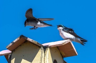 İlkbaharın başlarında Ağaç Kırlangıcı (Tachycineta bicolor)
