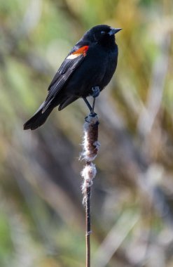 Erkek Kırmızı Kanatlı Karatavuk (Agelaius Phoeniceus)