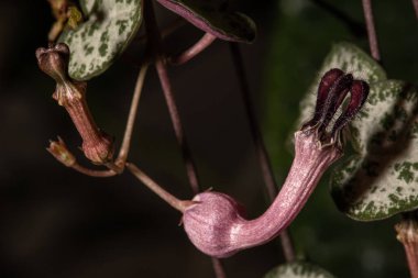 Kupa Dizisi Çiçeği (Ceropegia woodii)