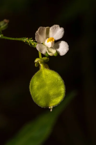 Cardiospermum Halicacabum — 스톡 사진