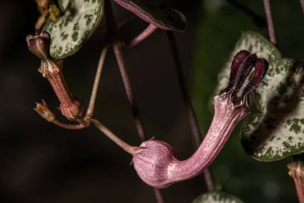 Szívszálak Virága Ceropegia Woodii — Stock Fotó