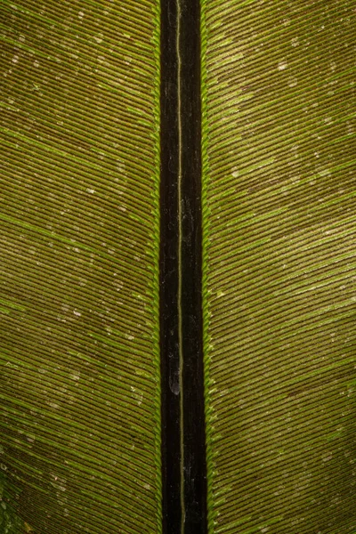 鳥の巣シダの葉 Asplenium Nidus — ストック写真