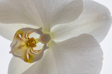Phalaenopsis Orkidesi (Phalaenopsis taida 'Pinlong'))