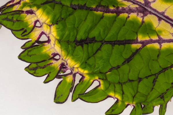 Coleus Leaf Plectranthus Scutellarioides Close — Stock Photo, Image